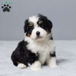 Theo, Mini Bernedoodle Puppy